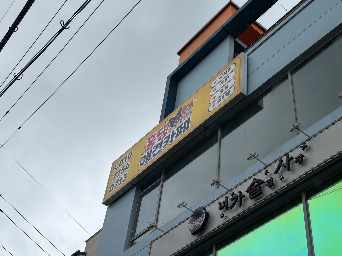 홍댕 사진